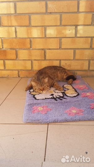 Зоогостиница (передержка) питомца Тюмень ммс