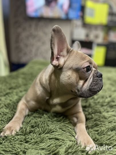 Случка собак ищем девочку