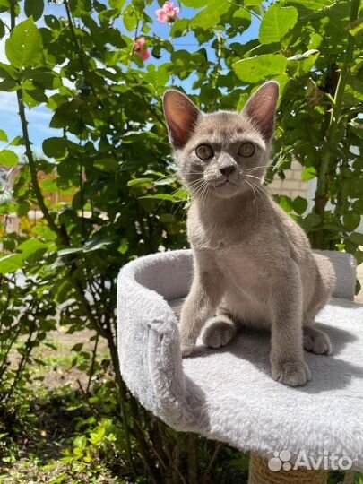 Бурманские котята