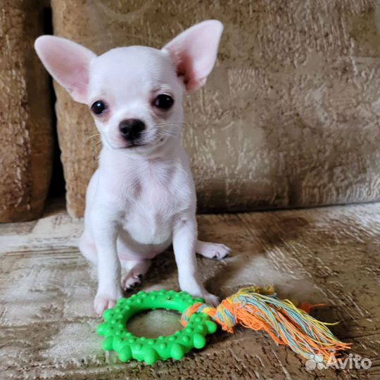 Щенки чихуахуа