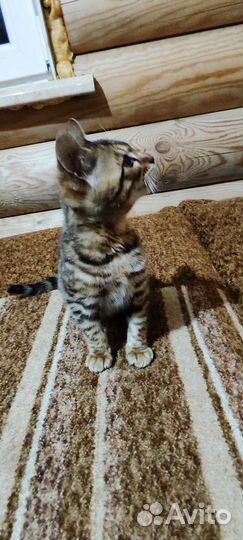 Бенгальская