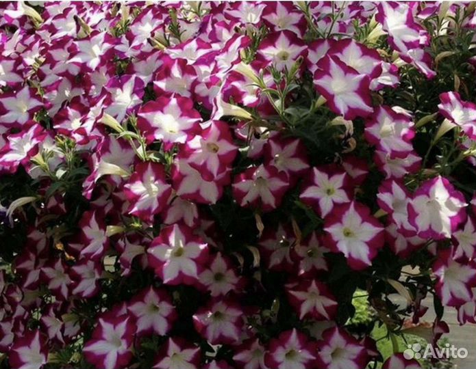 Рассада цветов вербена, петунья и др