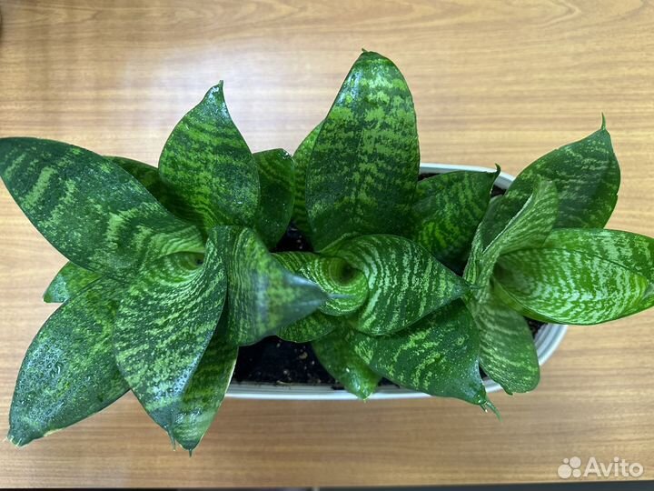 Сансевиерия в кашпо