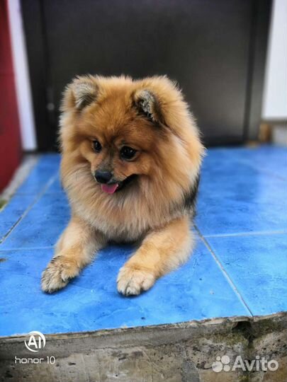 Померанский шпиц вязка