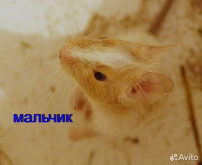 Чилийская белка дегу, цветные малыши