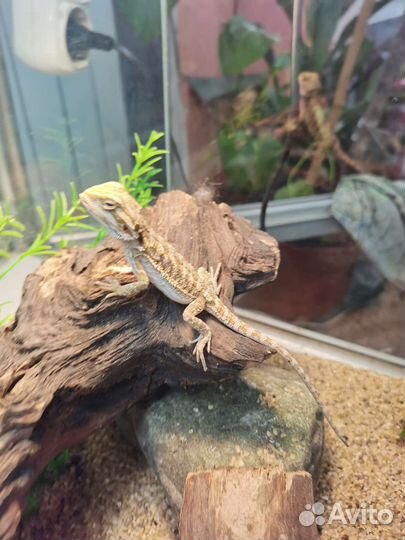 Бородатая агама