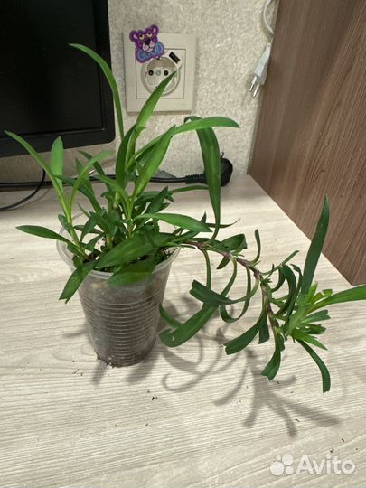 Гвоздика вегетативная