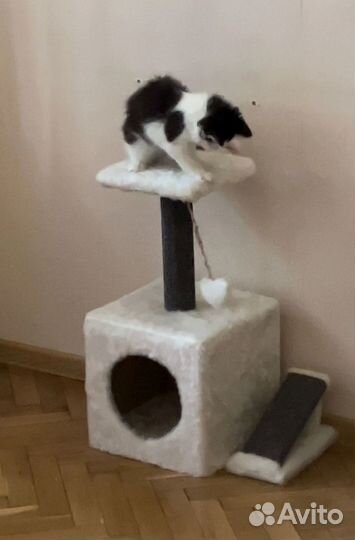 Роскошный Марсик котенок в добрые руки