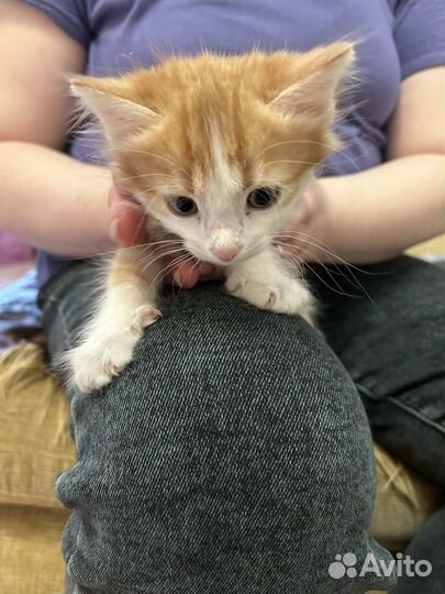 Котенок муж