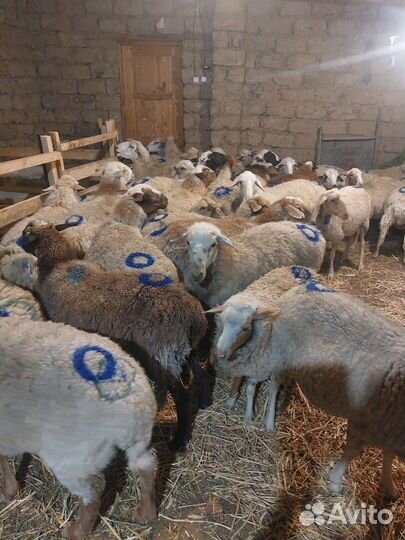 Овцы бараны