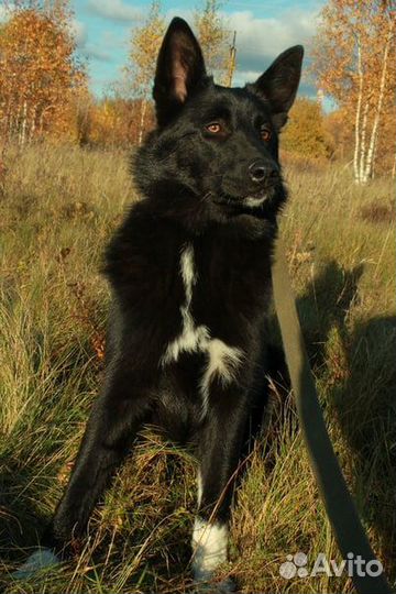 Ника ищет семью