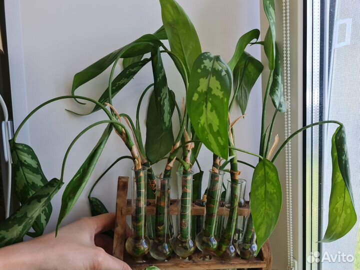 Комнатные растения (цветы) бесплатно/платно