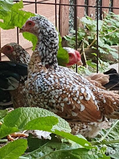 Инкубационное яйцо Азиль Карлик