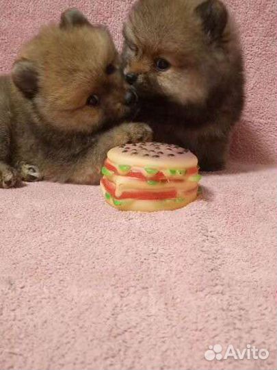 Немецкий шпиц - щенки две девочки