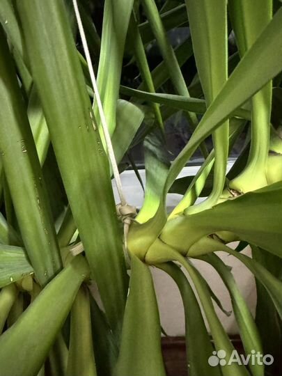 Дерево Юкка