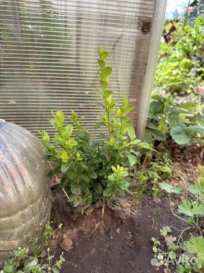 Самшит, пузыреплодник