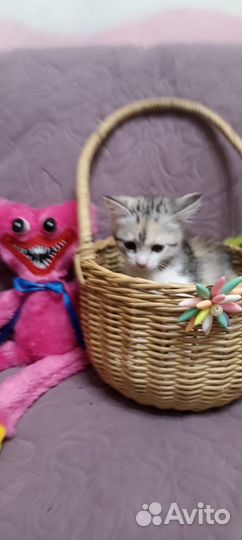 Кошки в добрые руки бесплатно