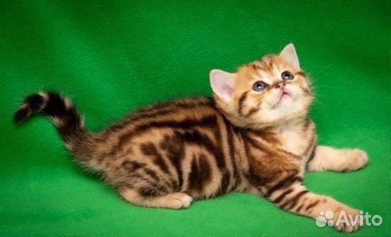 Мраморные британские котята