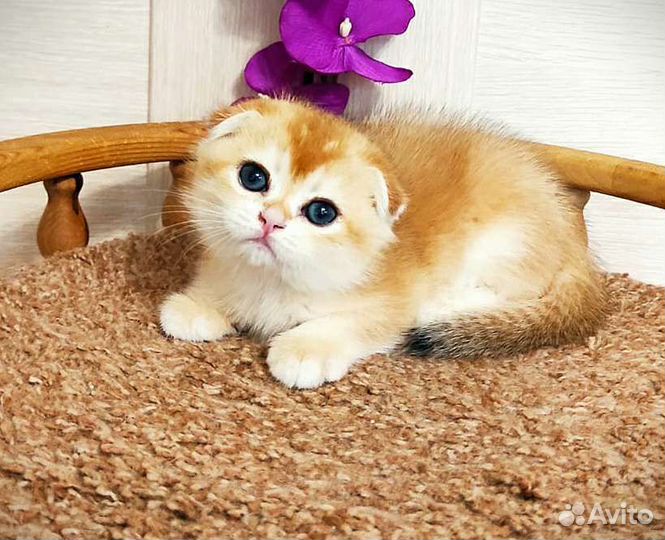 Скоттиш фолд девочка - золотая шиншилла NY 12