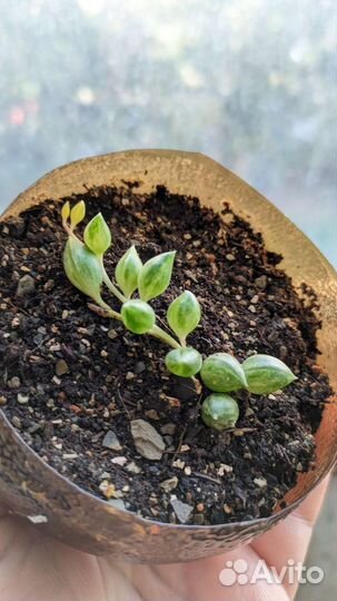 Крестовник горрейна вариегатный