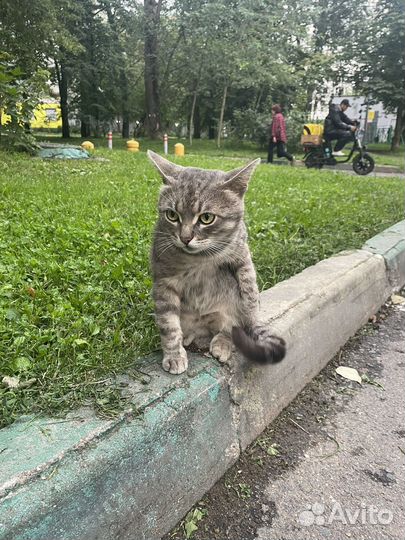 Кот Леопольд в дар бесплатно