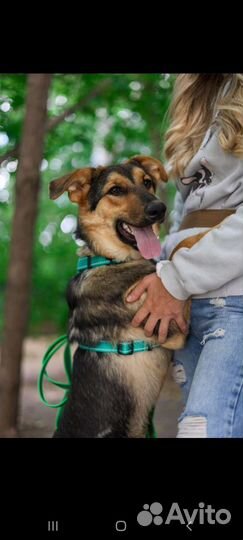 Щенок в дар