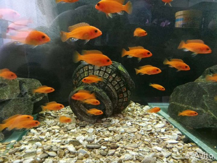 Аквариумные рыбки