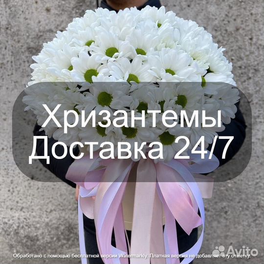 Цветы Хризантемы Купить Москва мо