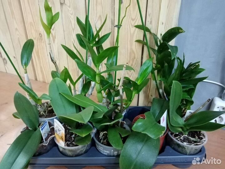 Фаленопсис, дендробиум са-нук, камбрия