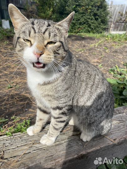 Кот в добрые руки