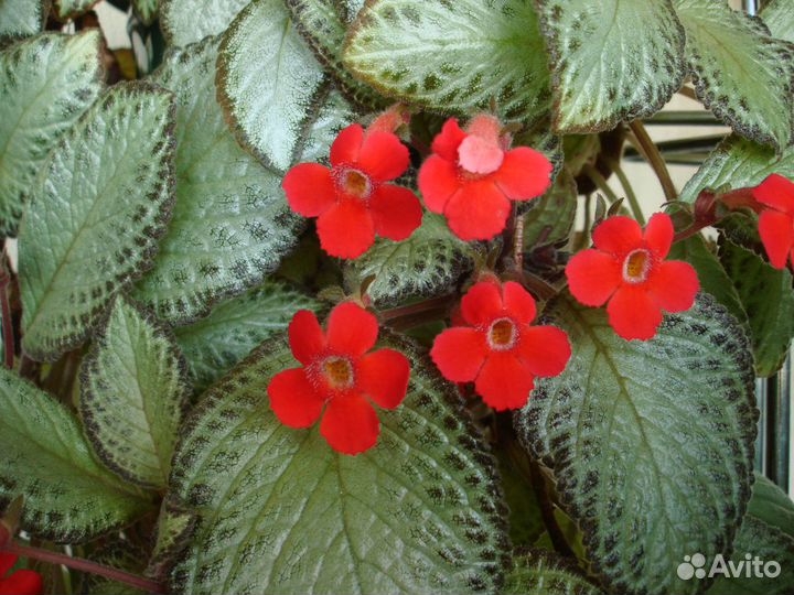 Комнатные домашние растения