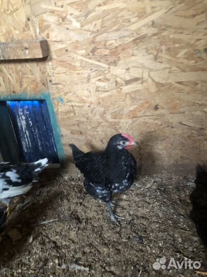 Продам петухов