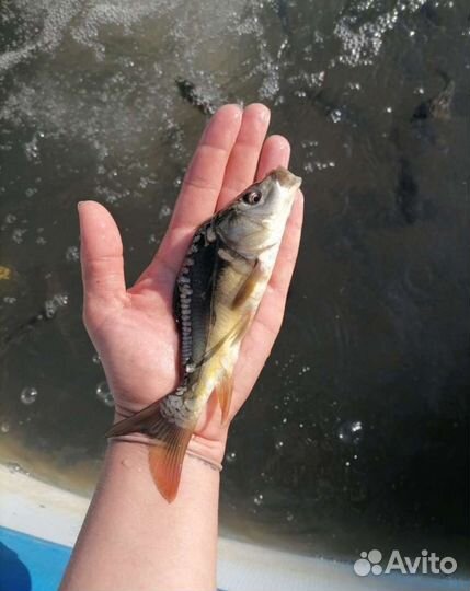 Малёк сазан карп Карась Амур Толстолобик Линь