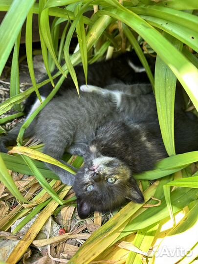 Милая котена