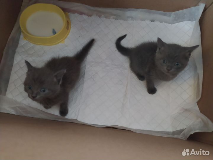 Отдам в добрые руки