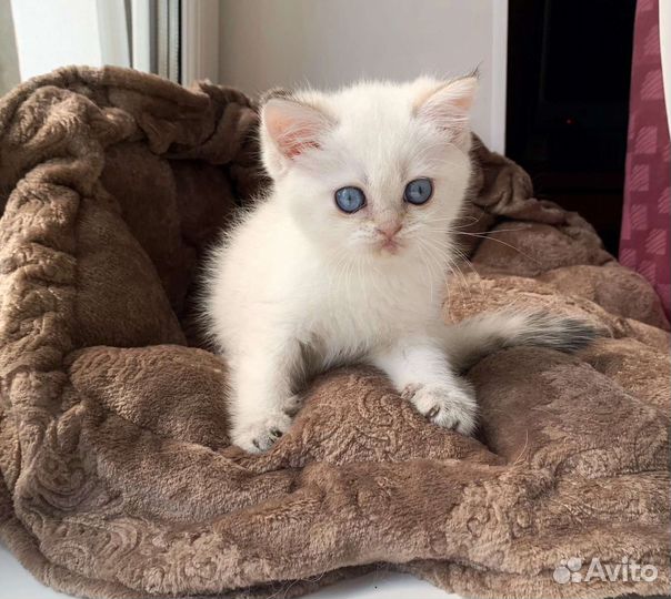 Британские котята