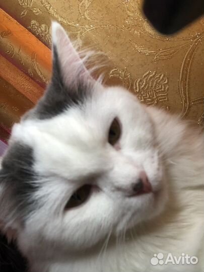 Кошка в дар бесплатно
