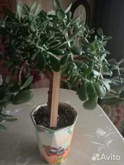 Денежное дерево (толстянка крассула)