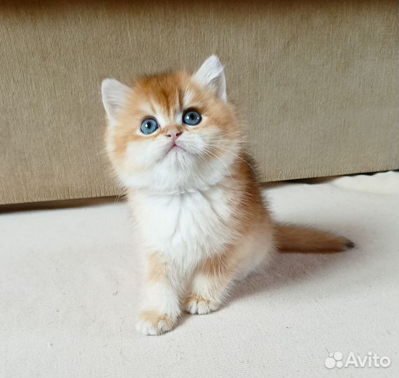 Британский котик