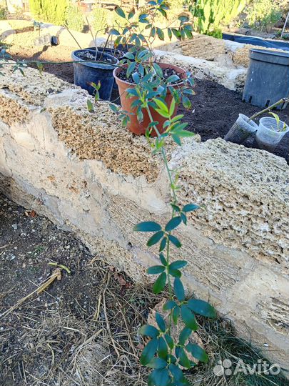 Роза Бэнкса