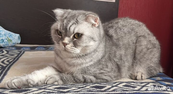 Шотландский кот