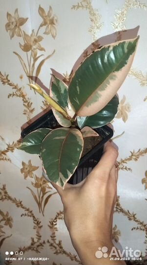 Фикус эластика Белиз