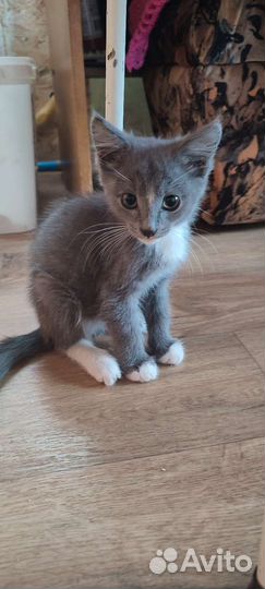 Котята в добрые руки бесплатно