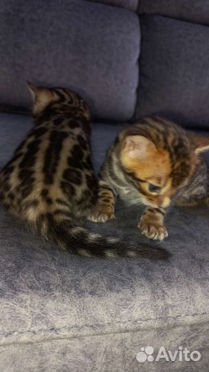 Бенгальские котята с документами