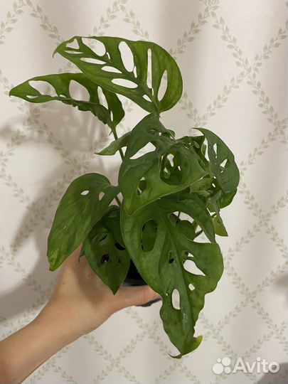 Сортовые монстеры