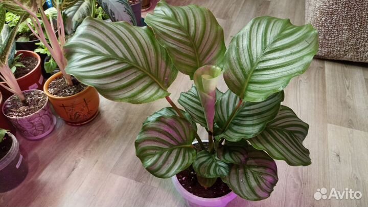 Калатея Ктенанта маранта