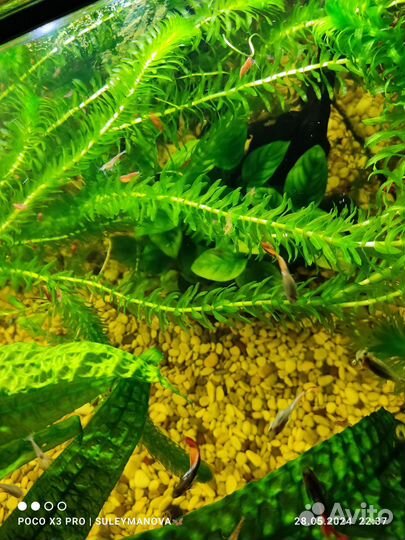 Гуппи самцы