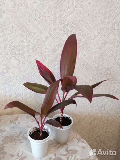 Пальма кордилина