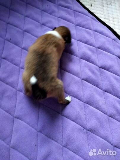 Колли щенки