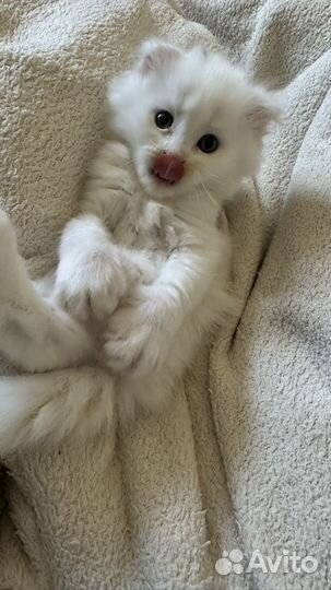 Вислоухий котенок в добрые руки